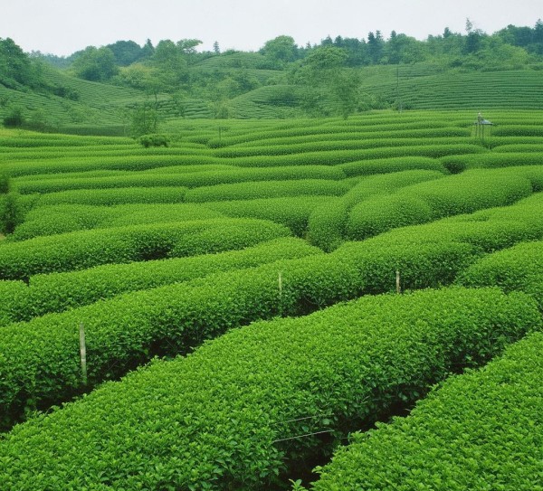 匠心深耕普洱生态，云斛堂生物科技引领健康新风尚——普洱云斛堂生物科技开发有限公司发展纪实